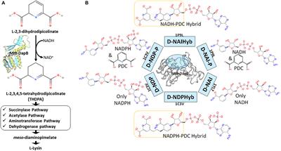 Hybrid Dynamic Pharmacophore Models as Effective Tools to Identify Novel Chemotypes for Anti-TB Inhibitor Design: A Case Study With Mtb-DapB